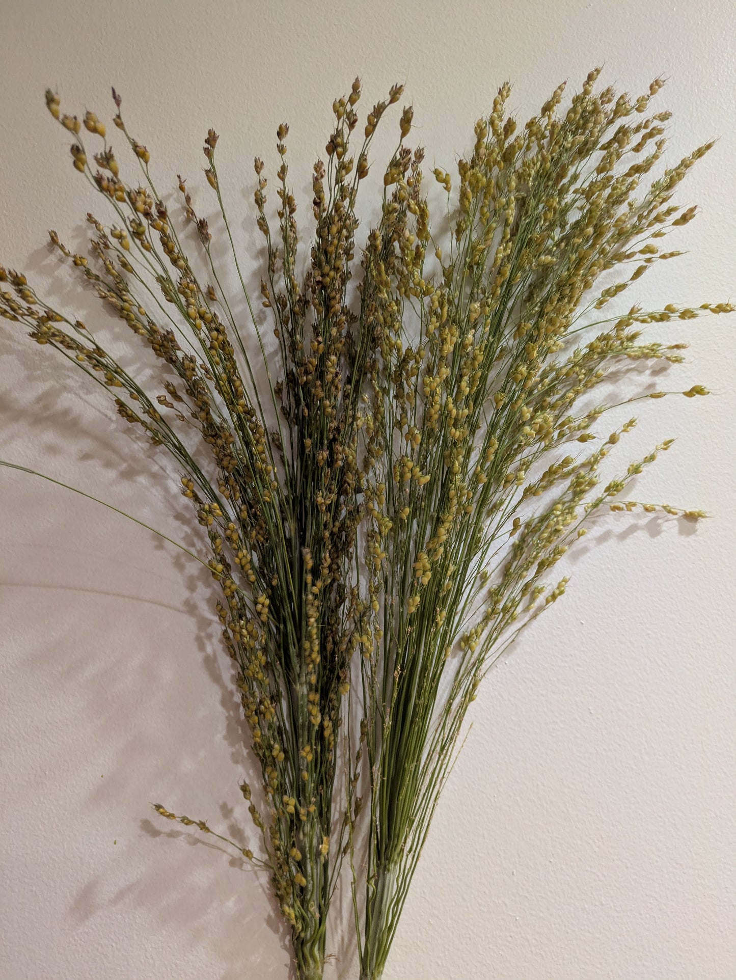 Broom corn