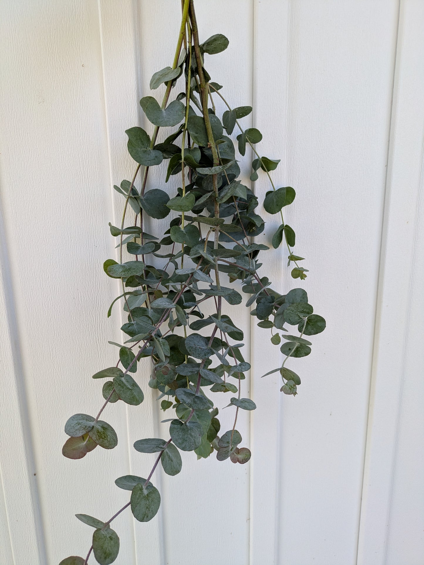 Eucalyptus Shower Bundle