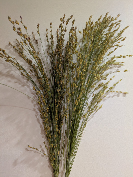 Broom corn