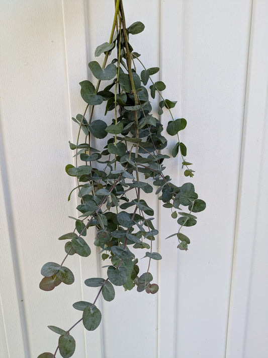 Eucalyptus Shower Bundle